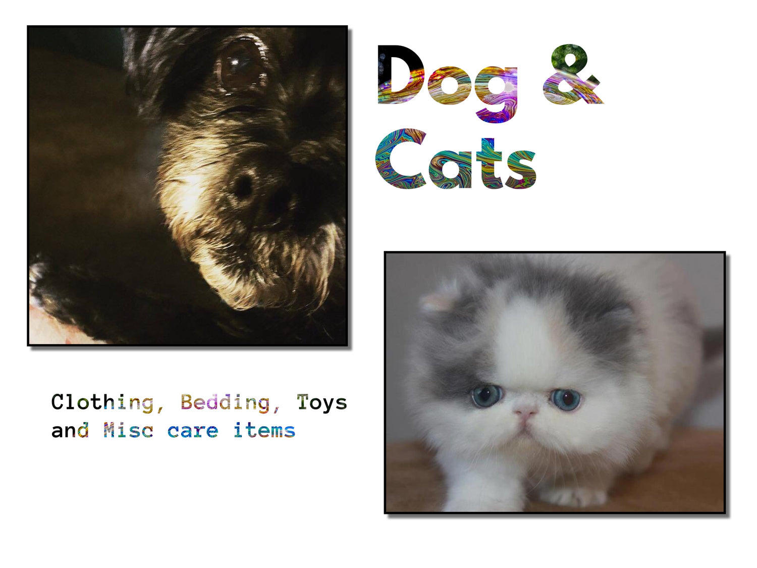 Dogs and  Cats  (Canine and Feline) Family