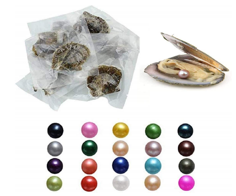 Random  Oyster with Pearl (mystery reveal)