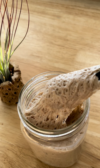 Whole Wheat Sourdough Starter Dehydrated ( Clint Wheatwood )